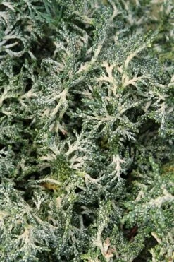 Marie's White Dwarf Hinoki Cypress - Chamaecyparis Obtusa 'Mariesii - 5 Gallon Pot -Garden Plants shop Cypress Hinoki Mariessii 8