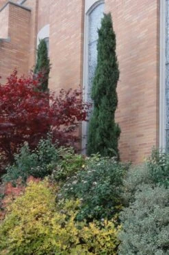 Italian Cypress - 7 Gallon Pot (3-4') -Garden Plants shop Cypress Italian 10 1