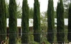 Italian Cypress - 7 Gallon Pot (3-4') -Garden Plants shop Cypress Italian 3 1