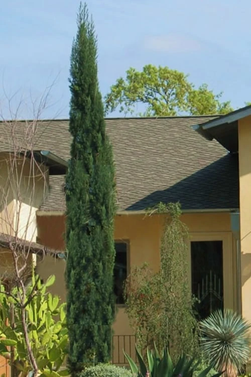 Italian Cypress - 6 Pack of 1 Gallon Pots Italian Cypress - 6 Pack Of 1 Gallon Pots -Garden Plants shop Cypress Italian Rev 500x750 1