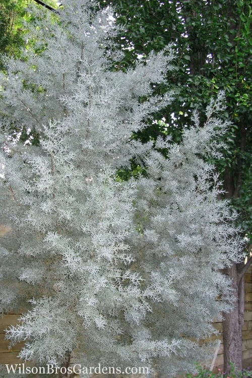 Silver Smoke Arizona Cypress - 3 Gallon Pot Silver Smoke Arizona Cypress - 3 Gallon Pot -Garden Plants shop Cypress Silver Smoke 10