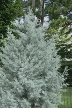 Silver Smoke Arizona Cypress - 3 Gallon Pot 3 Silver Smoke Arizona Cypress - 3 Gallon Pot -Garden Plants shop Cypress Silver Smoke 20
