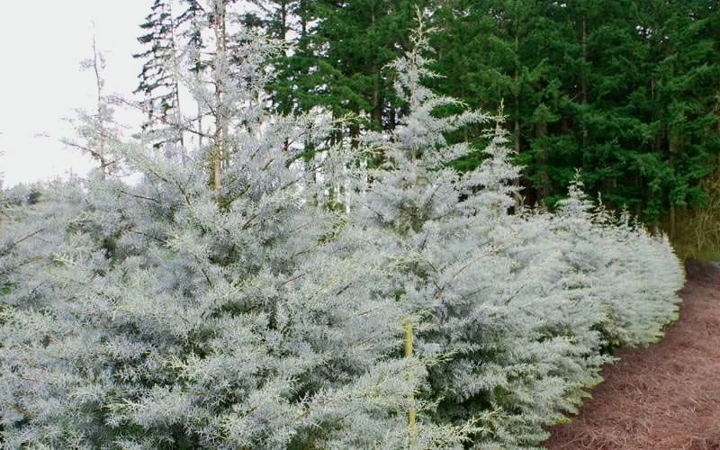 Silver Smoke Arizona Cypress - 3 Gallon Pot Silver Smoke Arizona Cypress - 3 Gallon Pot -Garden Plants shop Cypress Silver Smoke 21