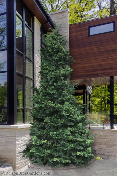 Slender Hinoki Cypress - 1 Gallon Pot Slender Hinoki Cypress - 1 Gallon Pot -Garden Plants shop Cypress Slender Hinoki 18 1