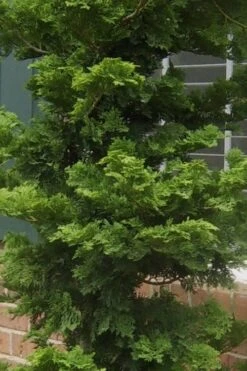 Slender Hinoki Cypress - 1 Gallon Pot 4 Slender Hinoki Cypress - 1 Gallon Pot -Garden Plants shop Cypress Slender Hinoki 19 1