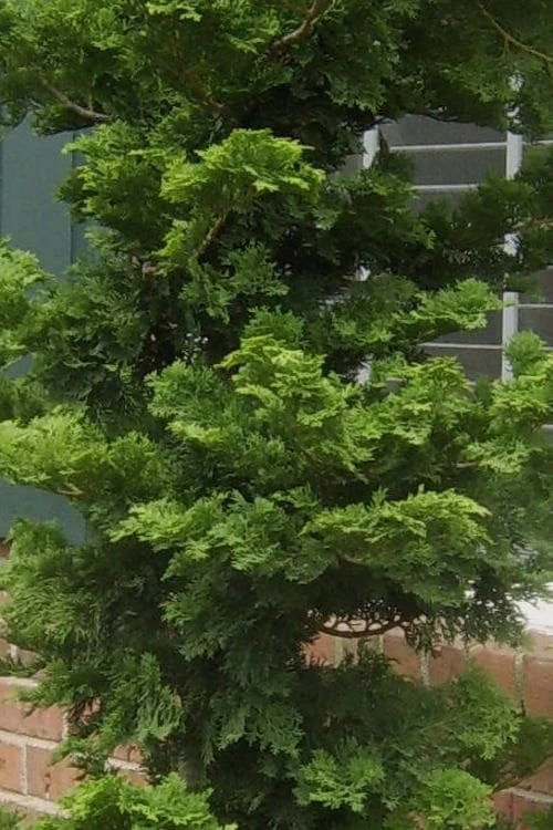 Slender Hinoki Cypress - 1 Gallon Pot Slender Hinoki Cypress - 1 Gallon Pot -Garden Plants shop Cypress Slender Hinoki 19 1