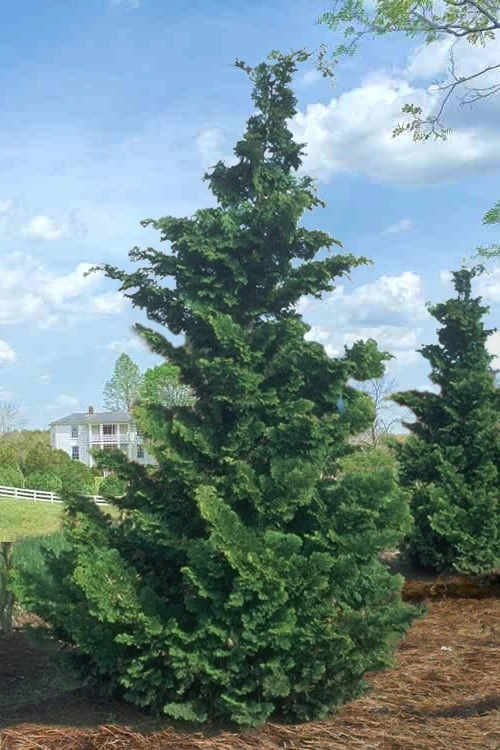 Slender Hinoki Cypress - 7 Gallon Pot (2-3') Slender Hinoki Cypress - 7 Gallon Pot (2-3') -Garden Plants shop Cypress Slender Hinoki Rev 500x750 1