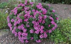 Wilhelm Schacht Daphne - 1 Gallon Pot -Garden Plants shop Daphne Wilhelm Schacht 3