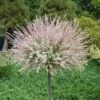 Flamingo Dappled Willow Tree - Salix Integra 'Flamingo' - 5 Gallon Pot