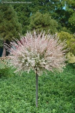 Flamingo Dappled Willow Tree - Salix Integra 'Flamingo' - 5 Gallon Pot