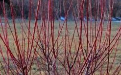 Flamingo Dappled Willow (Shrub Form) - 2 Gallon Pot 5 Flamingo Dappled Willow (Shrub Form) - 2 Gallon Pot -Garden Plants shop Dappled Willow Tree Stems