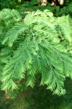 Miss Grace Weeping Dawn Redwood Tree (Metasequoia) - 3 Gallon Pot -Garden Plants shop Dawn Redwood 3