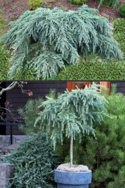 Feelin Blue Deodar Cedar (Single Trunk Tree Form) - 2 Gallon Pot -Garden Plants shop Deodar Cedar Feelin Blue 500x750 1