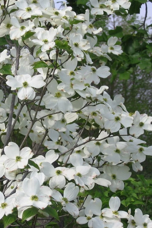 Appalachian Spring White Dogwood - 5 Gallon Pot Appalachian Spring White Dogwood - 5 Gallon Pot -Garden Plants shop Dogwood Appalachian Spring 1