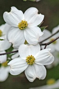 Appalachian Spring White Dogwood - 5 Gallon Pot 4 Appalachian Spring White Dogwood - 5 Gallon Pot -Garden Plants shop Dogwood Appalachian Spring 2