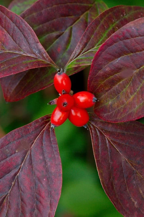 Appalachian Spring White Dogwood - 5 Gallon Pot Appalachian Spring White Dogwood - 5 Gallon Pot -Garden Plants shop Dogwood Appalachian Spring 3