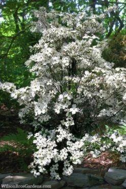 Appalachian Spring White Dogwood - 5 Gallon Pot 3 Appalachian Spring White Dogwood - 5 Gallon Pot -Garden Plants shop Dogwood Appalachian Spring 4