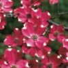 Cherokee Brave Red Dogwood Tree - Cornus Florida - 3 Gallon Pot