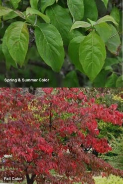 Cherokee Brave Red Dogwood Tree - Cornus Florida - 3 Gallon Pot -Garden Plants shop Dogwood Cherokee Chief 7
