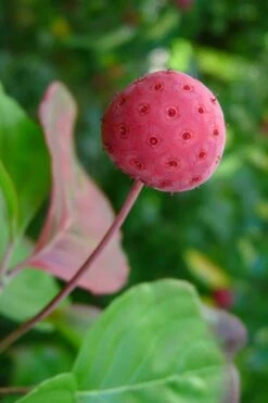 Pink Chinese Dogwood - Cornus Kousa 'Satomi' - 2 Gallon Pot 6 Pink Chinese Dogwood - Cornus Kousa 'Satomi' - 2 Gallon Pot -Garden Plants shop Dogwood Chinese Pink Satomi 5