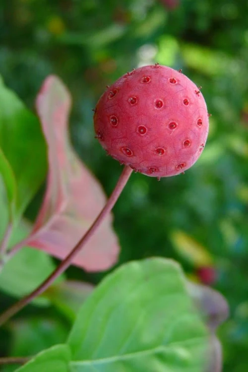 Pink Chinese Dogwood - Cornus kousa 'Satomi' - 2 Gallon Pot Pink Chinese Dogwood - Cornus Kousa 'Satomi' - 2 Gallon Pot -Garden Plants shop Dogwood Chinese Pink Satomi 5