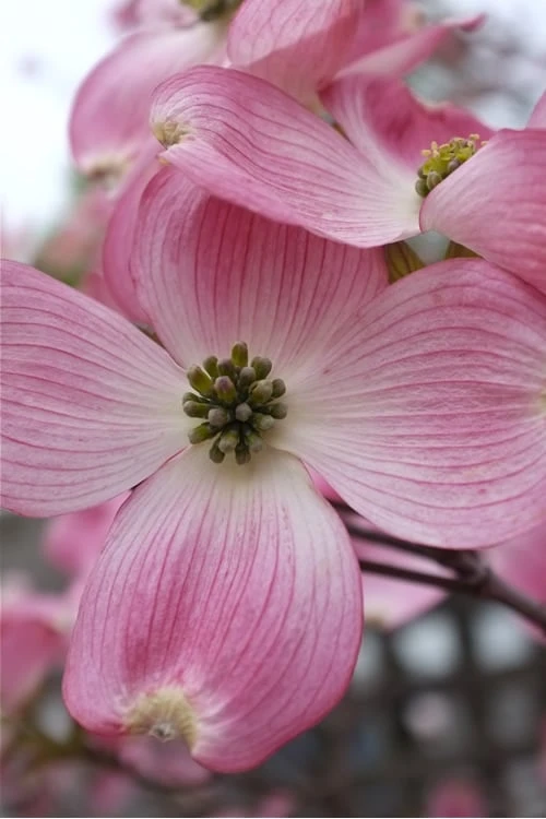 Pink Dogwood Tree (Cornus florida 'Rubra) - 2 Gallon Pot Pink Dogwood Tree (Cornus Florida 'Rubra) - 2 Gallon Pot -Garden Plants shop Dogwood Pink 10 1
