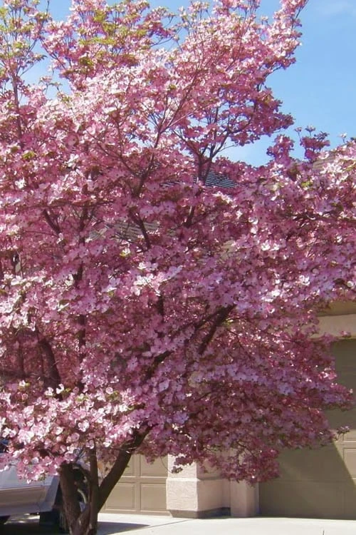 Pink Dogwood Tree (Cornus florida 'Rubra) - 2 Gallon Pot Pink Dogwood Tree (Cornus Florida 'Rubra) - 2 Gallon Pot -Garden Plants shop Dogwood Pink 13 1