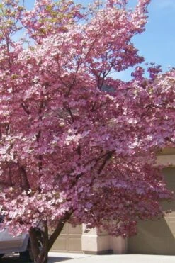 Pink Dogwood Tree (Cornus Florida 'Rubra') - 5 Gallon Pot -Garden Plants shop Dogwood Pink 13