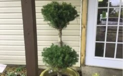 Poodle Tier Dwarf Alberta Spruce 3 Ball Topiary (3-Ball) - 3 Gallon Pot -Garden Plants shop Dwarf Alberta Spruce Poodle Tier 1