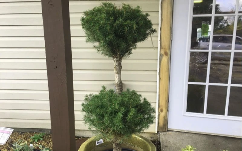 Poodle Tier Dwarf Alberta Spruce Topiary (2-Ball) - 2 Gallon Pot Poodle Tier Dwarf Alberta Spruce Topiary (2-Ball) - 2 Gallon Pot -Garden Plants shop Dwarf Alberta Spruce Poodle Tier