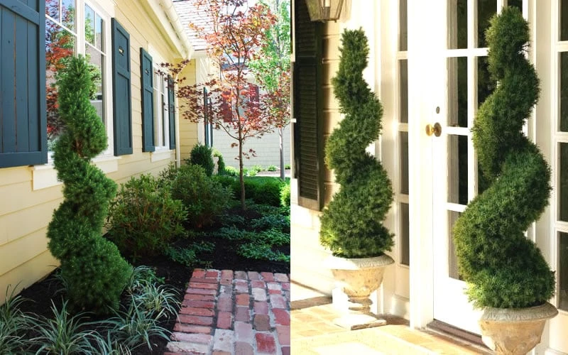 Spiral Dwarf Alberta Spruce Topiary - 7 Gallon Pot Spiral Dwarf Alberta Spruce Topiary - 7 Gallon Pot -Garden Plants shop Dwarf Alberta Spruce Spiral