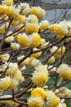 Edgeworthia Chrysantha - Paper Bush - 3 Gallon -Garden Plants shop Edgeworthia 4 500x700 1
