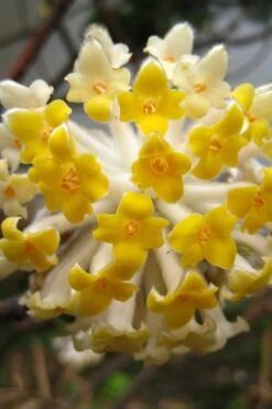 Edgeworthia Chrysantha - Paper Bush - 5 Gallon Pot -Garden Plants shop Edgeworthia BS 1