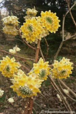 Edgeworthia Chrysantha - Paper Bush - 3 Gallon -Garden Plants shop Edgeworthia Chrysantha 200