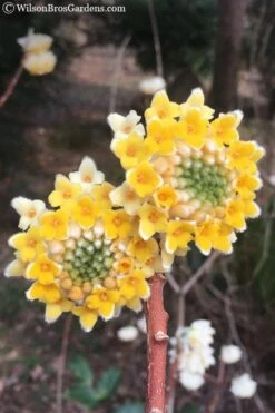 Edgeworthia Chrysantha - Paper Bush - 3 Gallon -Garden Plants shop Edgeworthia Chrysantha 202
