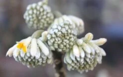 Edgeworthia Chrysantha - Paper Bush - 5 Gallon Pot -Garden Plants shop Edgeworthia Flower Buds 1
