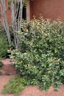 Glen St. Mary Silverberry (Elaeagnus Pungens) - 7 Gallon Pot -Garden Plants shop Elaeagnus Glen St Mary 1