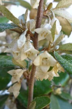 Glen St. Mary Silverberry (Elaeagnus Pungens) - 7 Gallon Pot -Garden Plants shop Elaeagnus Glen St Mary Flowers