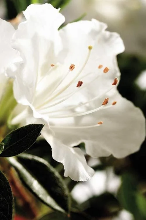 Autumn Angel Encore Azalea - 1 Gallon Pot Autumn Angel Encore Azalea - 1 Gallon Pot -Garden Plants shop Encore Azalea Autumn Angel 500x750 1