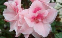 Autumn Belle Encore Azalea - 6 Pack Of 1 Gallon Pots -Garden Plants shop Encore Azalea Autumn Belle 1