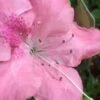 Autumn Debutante Encore Azalea - 1 Gallon