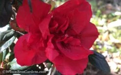 Autumn Fire Encore Azalea - 1 Gallon Pot -Garden Plants shop Encore Azalea Autumn Fire WB