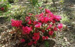 Autumn Ruby Encore Azalea - 1 Gallon Pot -Garden Plants shop Encore Azalea Autumn Ruby 5