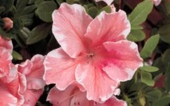 Autumn Sunburst Encore Azalea - 6 Pack Of 1 Gallon Pots -Garden Plants shop Encore Azalea Autumn Sunburst 5