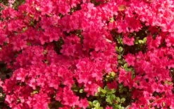 Autumn Cheer Encore Azalea - 1 Gallon Pot -Garden Plants shop Encore Azalea Cheer 1