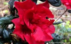 Autumn Fire Encore Azalea - 1 Gallon Pot -Garden Plants shop Encore Azalea Fire