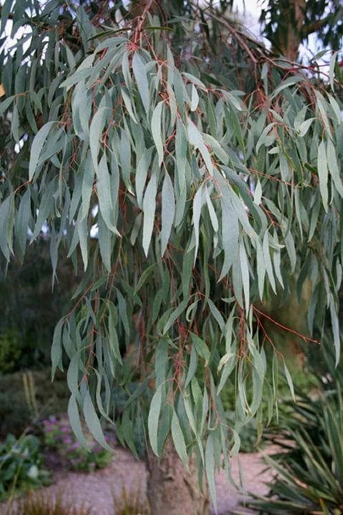 Angus Cold Hardy Eucalyptus Tree (Eucalyptus nicholii) - 2 Gallon Pot Angus Cold Hardy Eucalyptus Tree (Eucalyptus Nicholii) - 2 Gallon Pot -Garden Plants shop Eucalyptus Angus 15 4