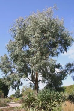 Angus Cold Hardy Eucalyptus Tree (Eucalyptus Nicholii) - 2 Gallon Pot 6 Angus Cold Hardy Eucalyptus Tree (Eucalyptus Nicholii) - 2 Gallon Pot -Garden Plants shop Eucalyptus Angus 16 4