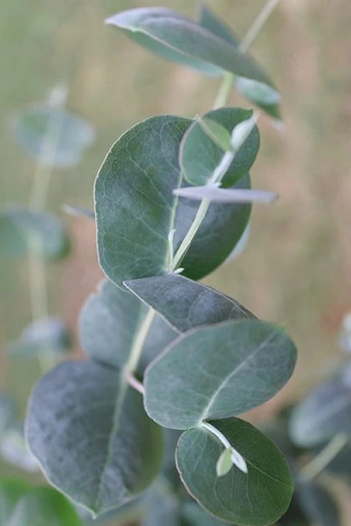 Big O Cold Hardy Eucalyptus Tree (Eucalyptus neglecta) - 1 Gallon Pot Big O Cold Hardy Eucalyptus Tree (Eucalyptus Neglecta) - 1 Gallon Pot -Garden Plants shop Eucalyptus Big O 3 500x750 6