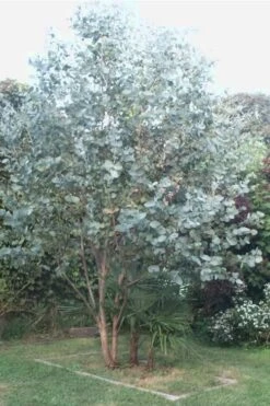 Big O Cold Hardy Eucalyptus Tree (Eucalyptus Neglecta) - 5 Gallon Pot (4-5') -Garden Plants shop Eucalyptus Big O 5 500x750 1